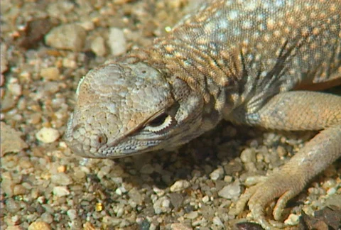 Baja lizard 01 Stock Footage 507536