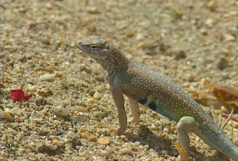 Baja lizard 02 Stock Footage 507534