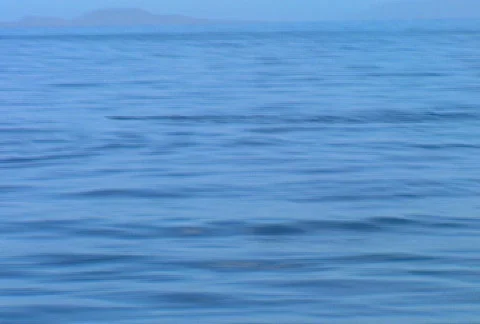 Baja Manta Ray 01 Stock Footage 507539