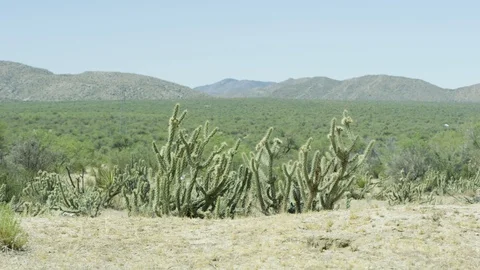 Baja Mexico Desert 4k Stock Footage 128009014