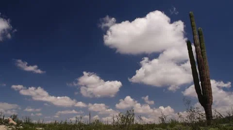 Baja Mexico Desert cactus with clouds timelapse Stock Footage 18939330