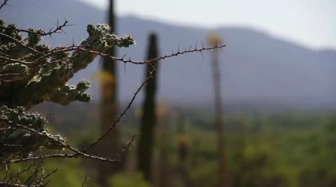 Baja Mexico large cactus rack focus shot Stock Footage 18939522