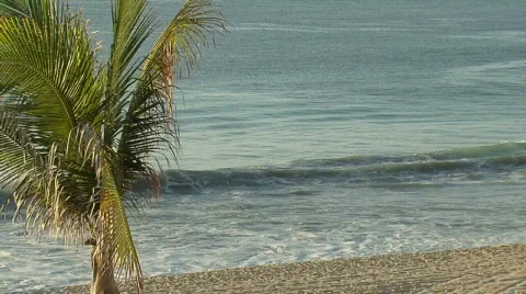 Baja Pacific ocean / waves/ palm tree Stock Footage 298733