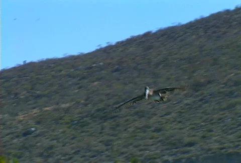 Baja pelican 01 Stock Footage 507543
