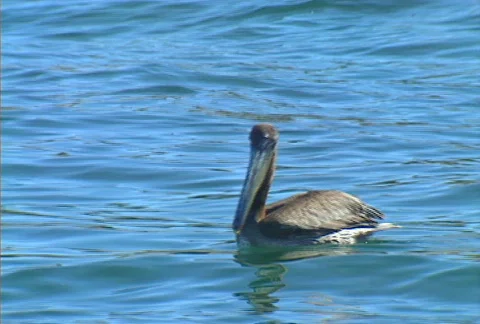 Baja pelican 02 Stock Footage 507548