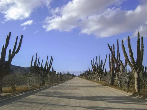 Baja Road Fotos Stock