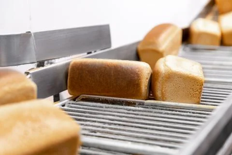 Baked breads on automatic production line bakery from hot oven Stock Photos