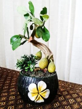 Baked clay tree Foto stock