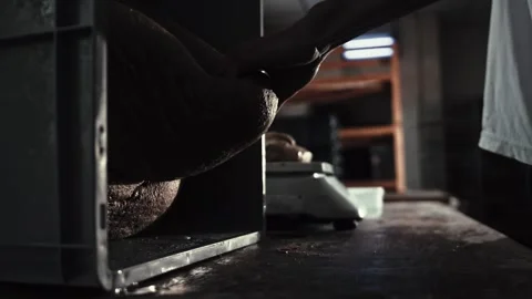 Baker hands pulling huge piece dough from storage drawer placing it on wooden Stock Footage 342230362