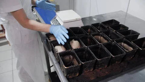 Baker Placing Dough In Bread Pans With Blue Gloves. Commercial Bread Portioning Stock Footage 321691826