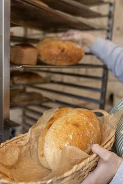 Baker placing fresh artisan bread loaves on metal rack, bakery production 스톡 사진