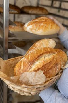 Baker placing fresh artisan bread loaves on metal rack, bakery production Fotos Stock