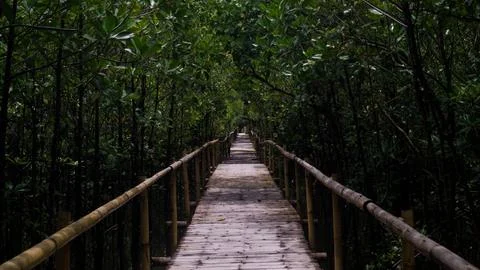 Bakhawan Wooden Path Stock Photos