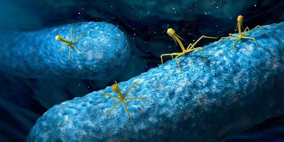 Bakteriophage oder Phagenvirus, der ein Bakterium angreift und infiziert -... Stock Photos