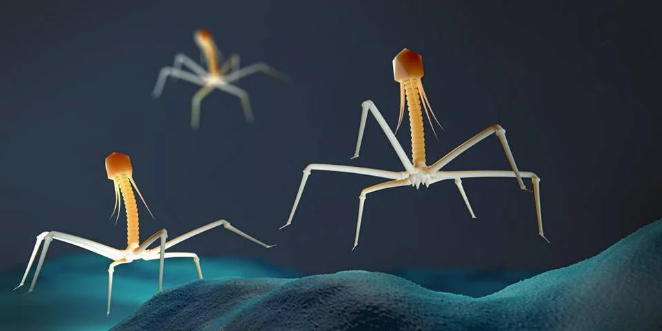 Bakteriophage oder Phagenvirus, der ein Bakterium angreift und infiziert -... Stockfoto's