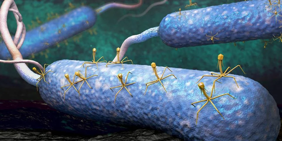 Bakteriophage oder Phagenvirus, der ein Bakterium angreift und infiziert -... Stockfoto's