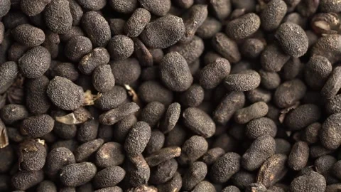 Bakuchiol seeds macro. Video stock 170621242