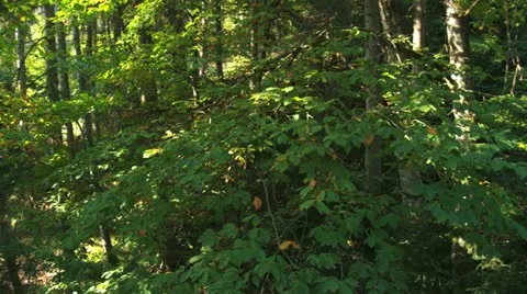 Bakuriani4 Video stock 21877960