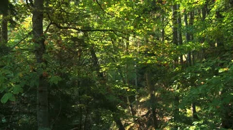 Bakuriani5 Video stock 21878989