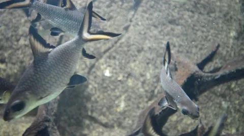 Bala Shark, Tricolor Shark, Silver Shark In Aquarium 스톡 동영상 47547575
