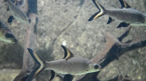 Bala Shark, Tricolor Shark, Silver Shark In Aquarium, Soft Focus Stock-Footage 47547592