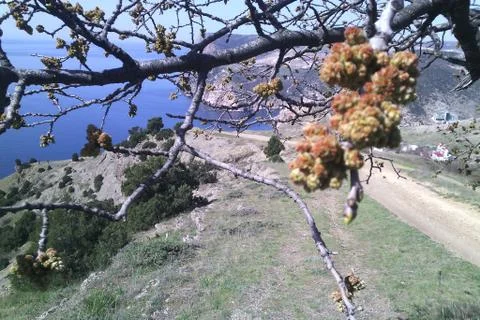 Balaclava Stock Photos