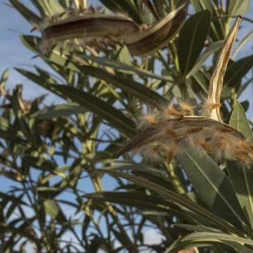 Baladre Stock Photos