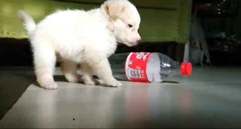 Balance Stock Footage 295380094