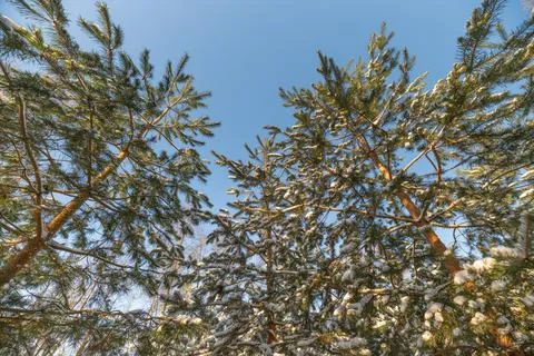 Balanced pine silhouettes. Symmetrical pine tops complement airy background for Stock Photos