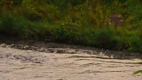 Balanced River and Riverside Foliage Stock Footage 344327555
