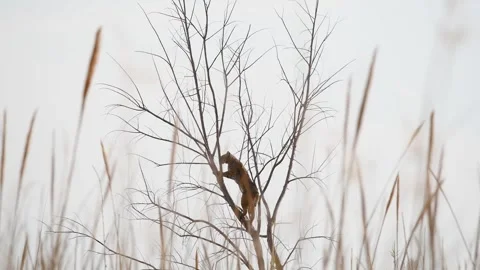 Balancing act of a Bobcat Stock Footage 316680229