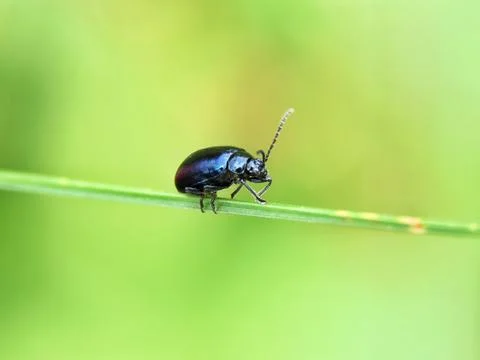 Balancing Act Stock Photos