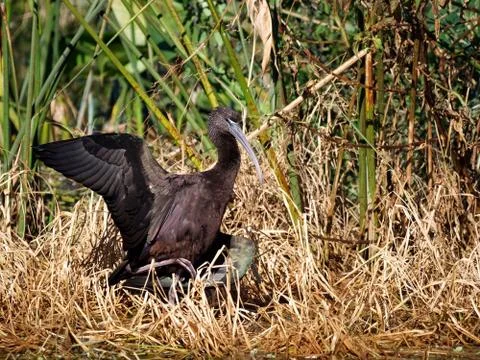 Balancing Bird Stock Photos