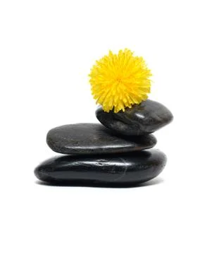 Balancing dandelion Stock Photos