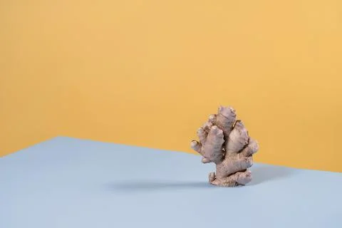 Balancing ginger root over blue, yellow. Trendy, minimalism Foto stock