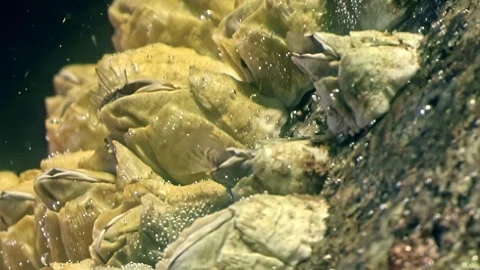 Balanus barnacles filter feeding on plankton at bottom of white sea Stock Footage 312487228