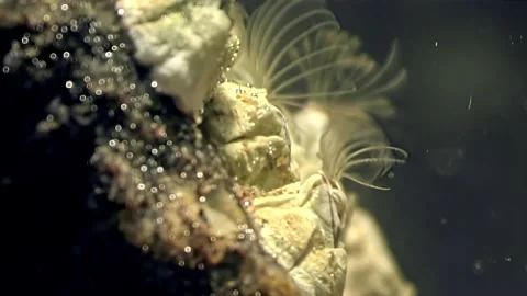 Balanus barnacles filter feeding in the White Sea's depths Stock-Footage 311856444