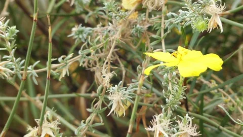 Balbisia weberbaueri in sunflower family Stock Footage