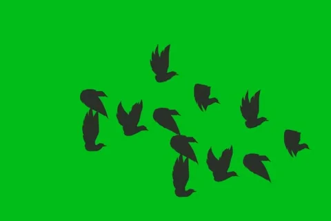 Balck Birds Fly - Animation - Hand-Drawn - Green Screen - Loop Stock Footage 68614724