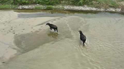 Balck bisons walking across the river. Video stock 136886647