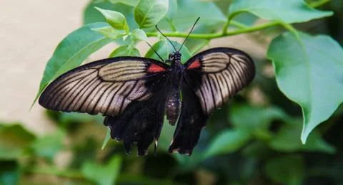 Balck butterfly Stock Photos