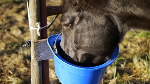 Balck Horse Eats Out of Blue Bucket and Looks Round Stock Footage 122866183