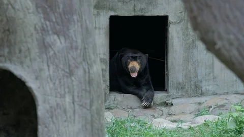 Balck Sun Bear nods rhythmically Stock Footage 119454740