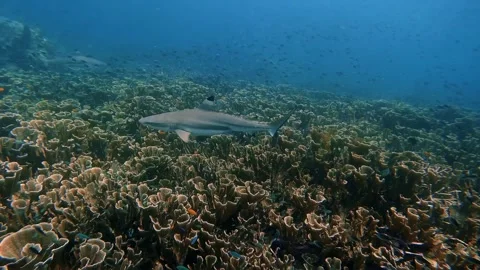 Balck tip reef shark and pristine coral garden Vídeos de archivo 332893683