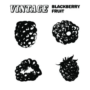Balckberry fruit Stock Illustration