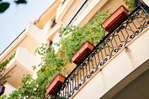 Balconies of an apartment building with weaving greenery in boxes. Low angle Stock Photos