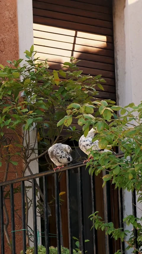 On the balcony, among the greenery, two white doves sit and clean their feathers Video stock 317939086