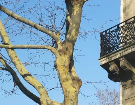 Balcony and tree Stock Photos