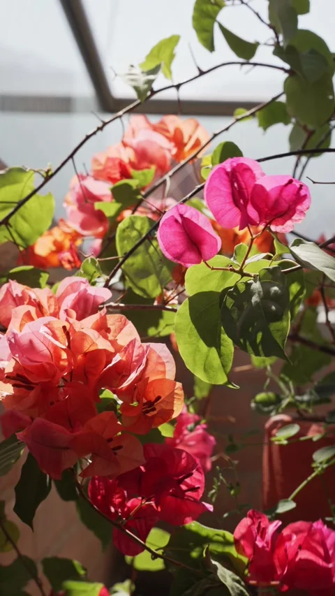Balcony Blooms in the Sunlight Stock Footage 281767272