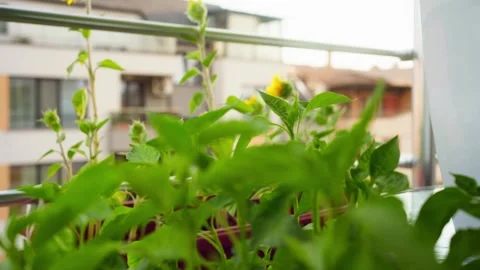 Balcony garden with different plants Stock-Footage 279913795